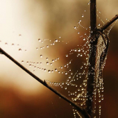 Ranné pošteklenie rosou