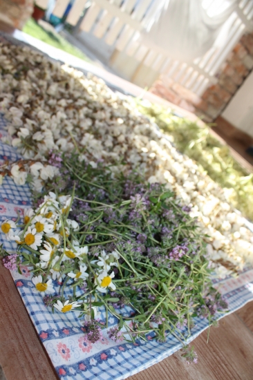 Víkendové bylinkobranie