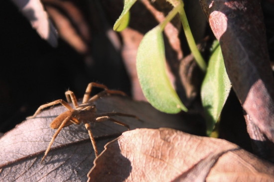 Vyhrieval sa na slniečku