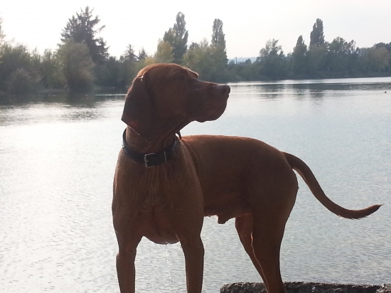 Chovny madarsky stavac