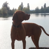 Chovny madarsky stavac