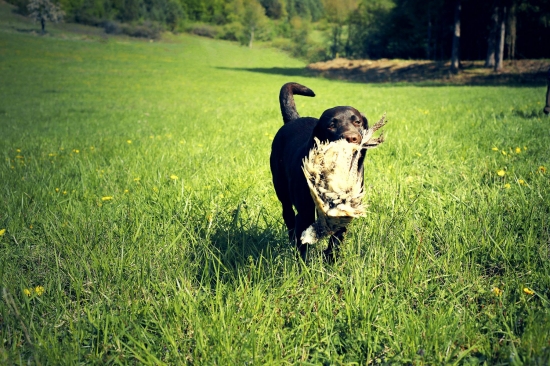 prvýkrát s bažantom (Layla takmer 6 mesiacov)