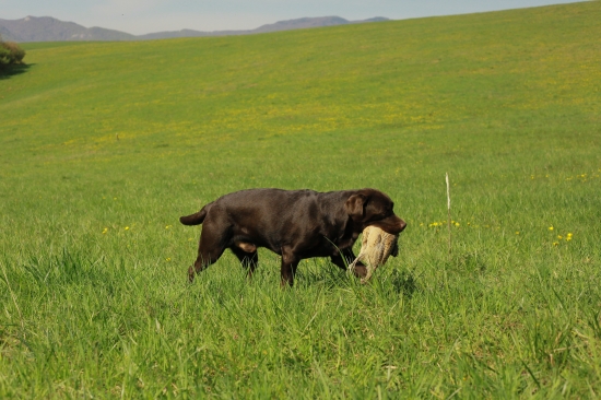 Arthur - prinášanie pernatej