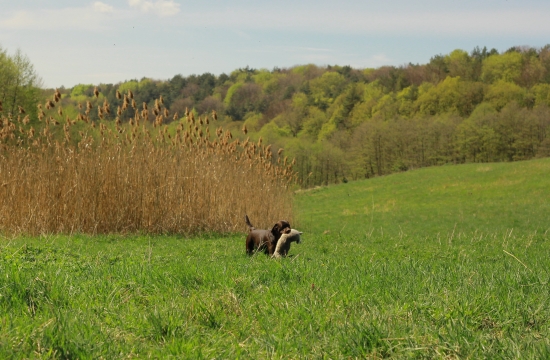 Arthur - dohľadávka v tŕstí