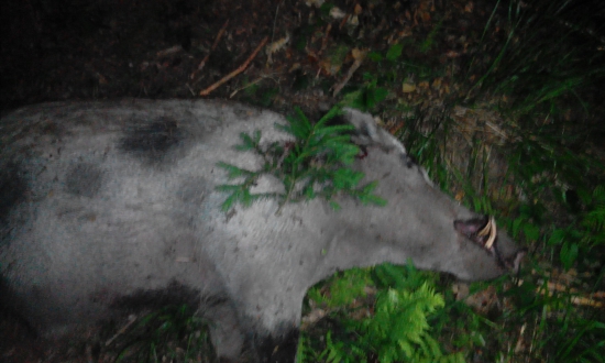 Sus scrofa
