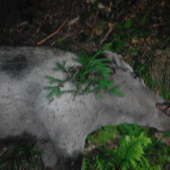 Sus scrofa
