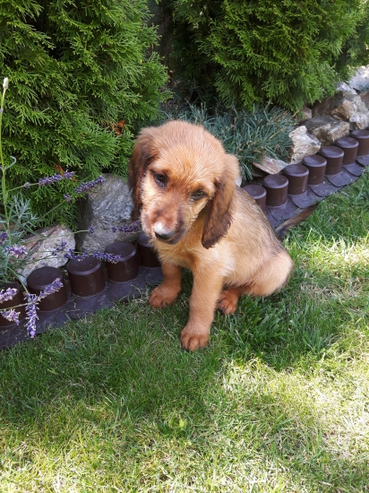 Agar od Zbynských hvozdů