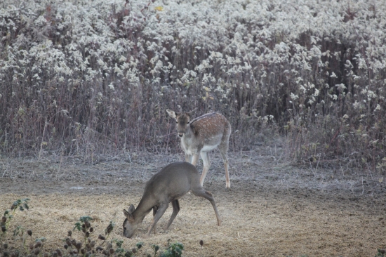 srnka s danielkou na krmení
