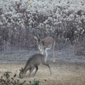 srnka s danielkou na krmení