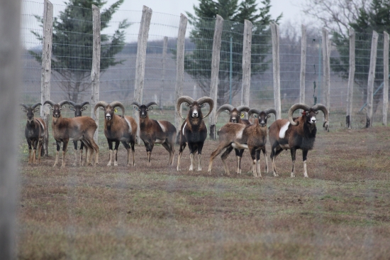 osem sluhov jeden kráľ