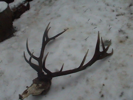 tri mesiace sme chodili kolo neho