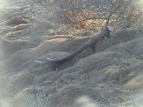 Prekvapepenie 12 Torak