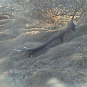 Prekvapepenie 12 Torak