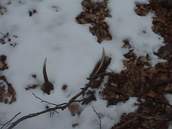 Takto začal jeden krásny jarný den...