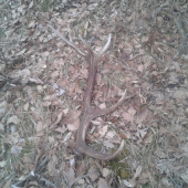 aj dnes sa darilo 2.5kg