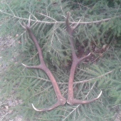 Ležali tam asi tyždnen