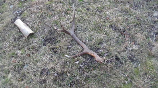 škoda toho očníka