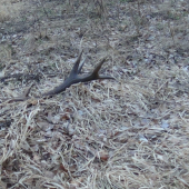 14 Torak
