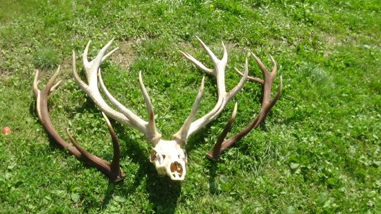 16 Torak