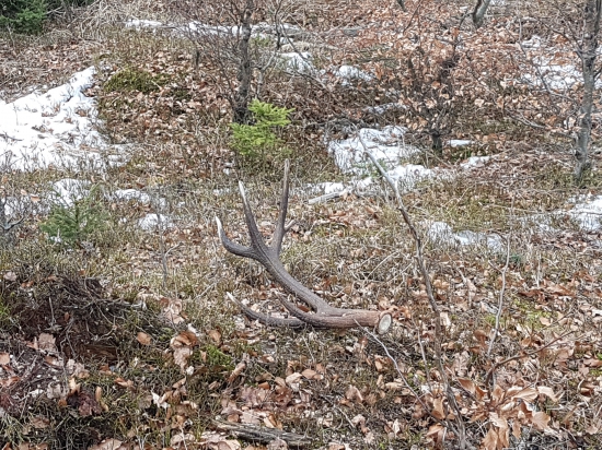 Dohladaný do páru po dvoch tyždnoch
