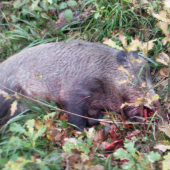 aj ja som mal šťastie