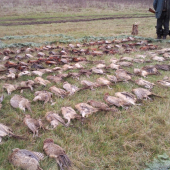 poľovačka na drobnú 2009