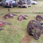 spoločná poľovačka