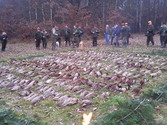 poplatková na drobnú zver