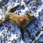 zasa o jedneho lisiaka menej