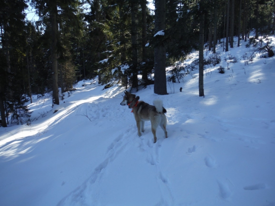dnešne ráno s Amurom v lese