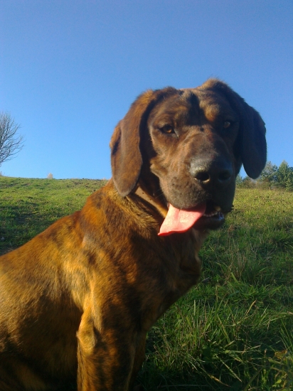 Môj roční psík  :D