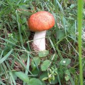 kozak