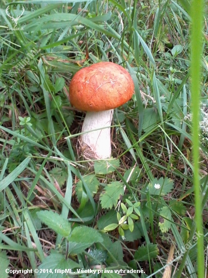 kozak