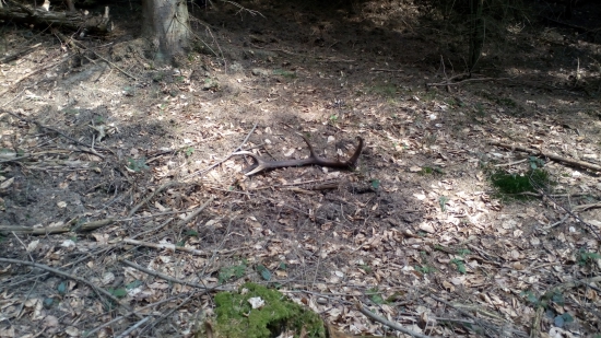 dohladany kamosovi do paru