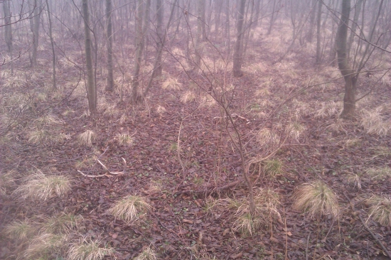 pol kilova para 8 toracika