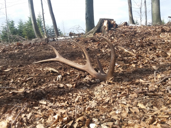 Nadocnicovy desattorak