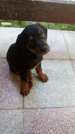 Novy spolocnik do lesa :-)