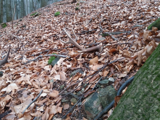 Dvanasttoracik do zbierky