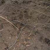 5/2016 !!!!!! dnes prvý pohľad