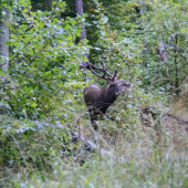 zaujímavý jelenček