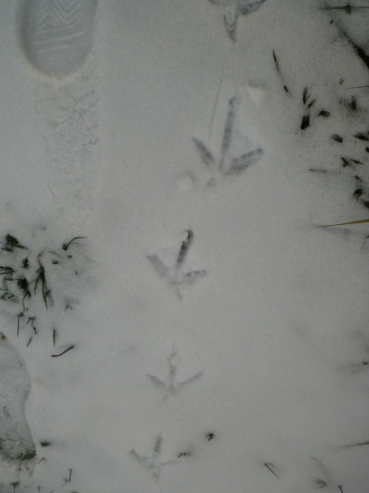 Bažanty už chodia papkať