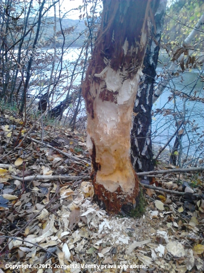 Praca bobrika....