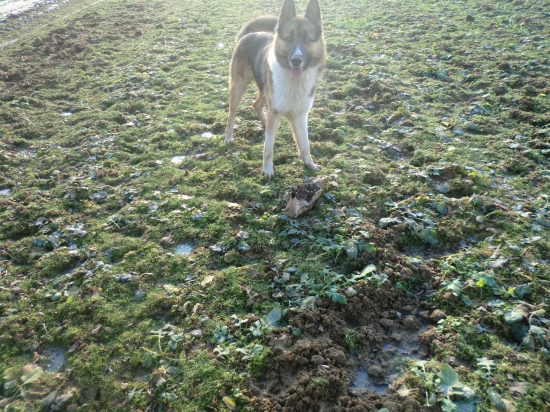 Môj spoločník... :)