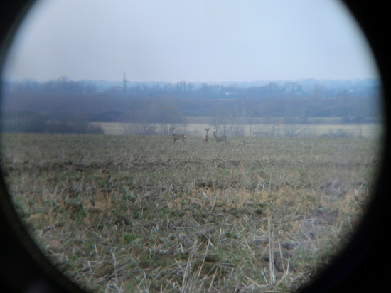 Zvedavéé srnky....