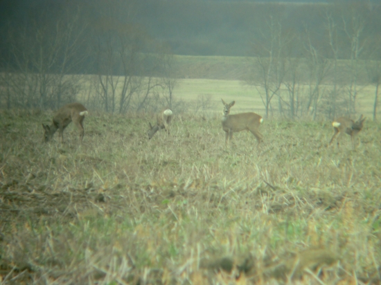 Srnky-Trojkraľove...