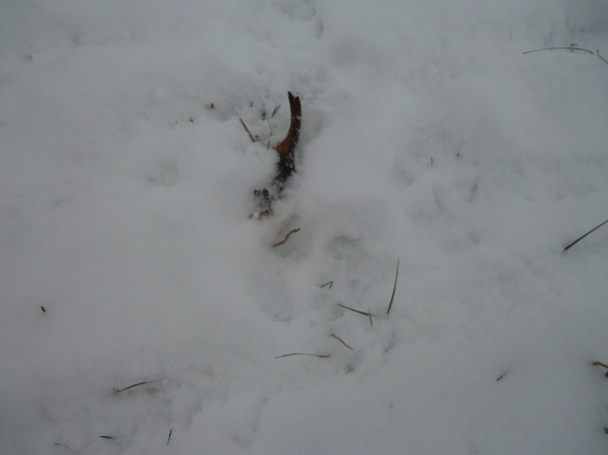 Môj prvý srnčí zhod :)