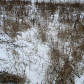 Môj druhý srnčí zhod :)