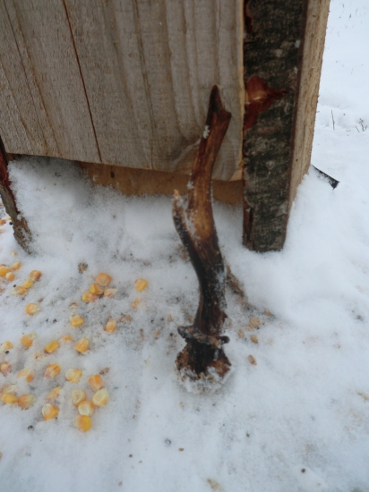 Môj prvý srnčí zhod