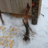 Môj prvý srnčí zhod