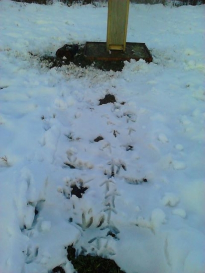 Ale jedia kukuričky